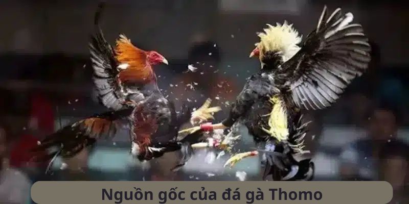 Giới thiệu các thông tin chi tiết về đá gà Thomo