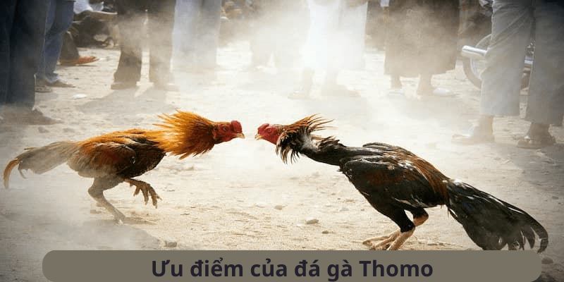 Đặc điểm nổi bật thu hút người chơi đến với chọi gà Thomo